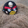 Angry Bird in a Nest