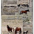 Nevada Mustangs