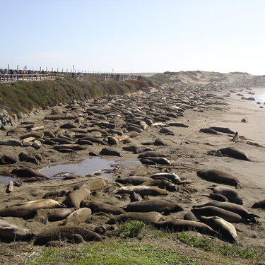 elephant seals