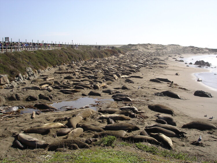 elephant seals