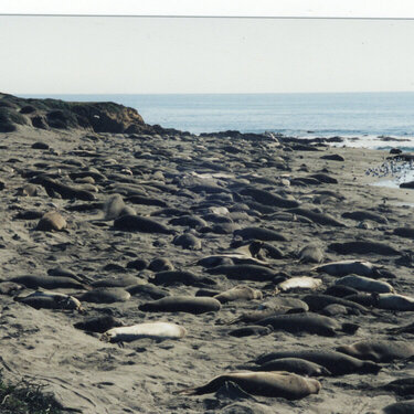 elephant seals