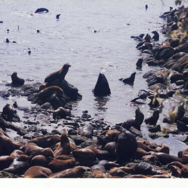 sea lions gather in monterey, ca