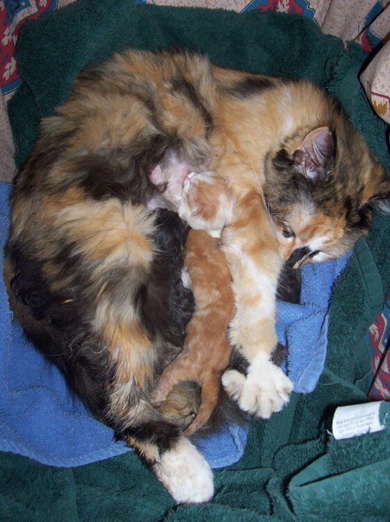Baby and her kittens