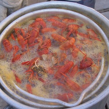 Crawfish Boil