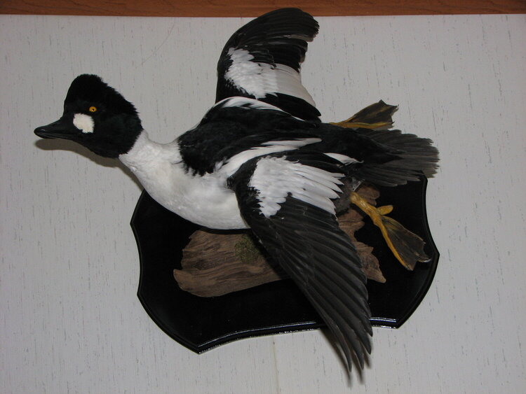 Mounted Golden Eye 2007