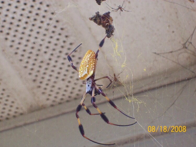 Mississippi Garden Spider (with young-uns)