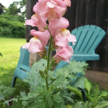 Pink Snapdragon