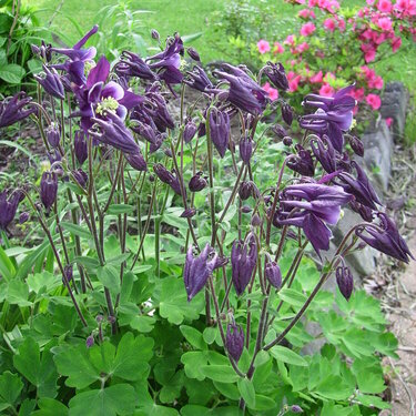 may pod***5/20/09...purple shades of columbine***