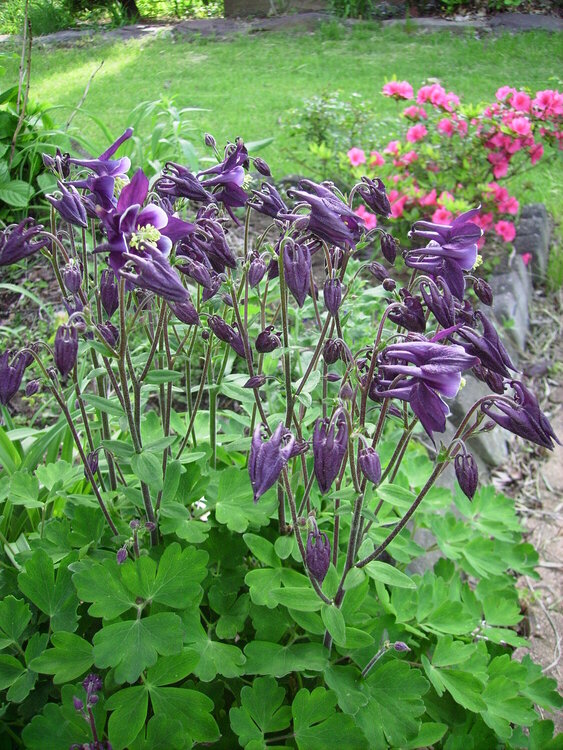 may pod***5/20/09...purple shades of columbine***