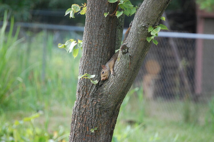 squirrel in tree