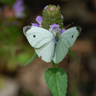 Butterfly2