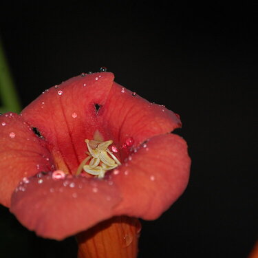 flower with dew