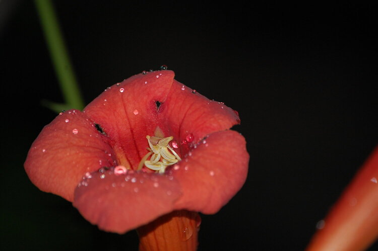 flower with dew