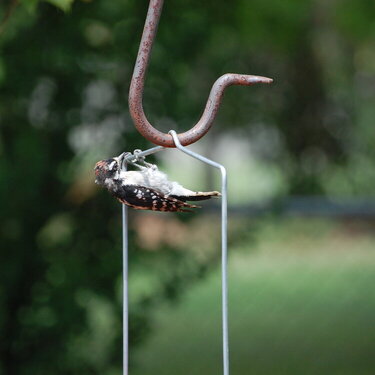 upsidedown bird