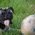 Soccer Dog