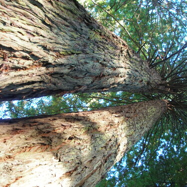 Giant Redwood trees