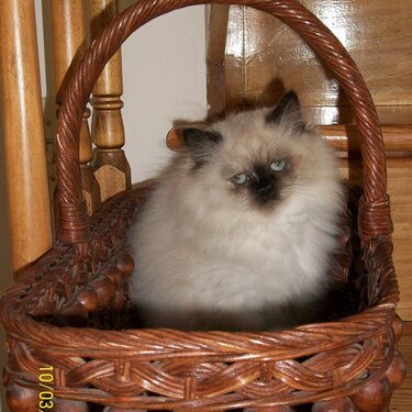 Kitty in a Basket