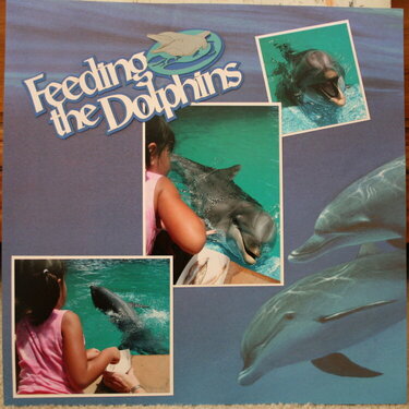 Feeind the Dolphins