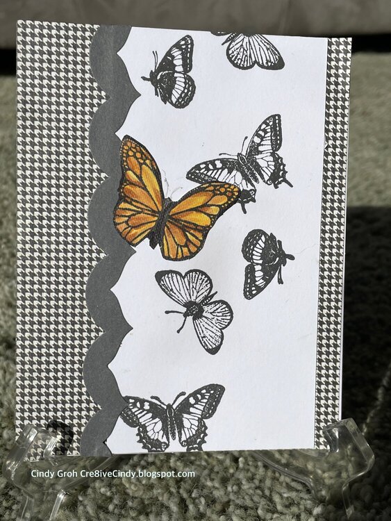 Single butterfly