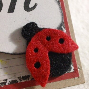 Ladybug Close up