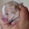 Sweet Newborn Puppy