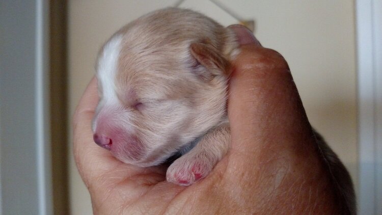 Sweet Newborn Puppy