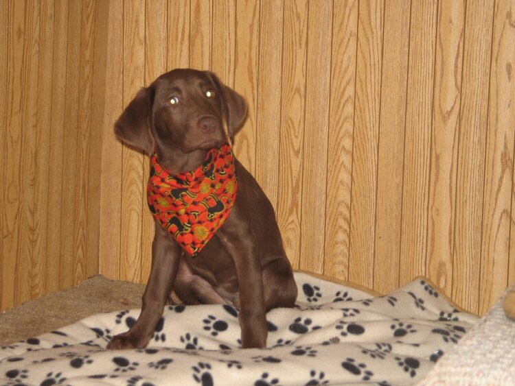 Betty with her Halloween scarf