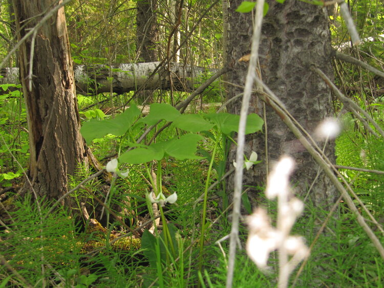 Nodding Trillium