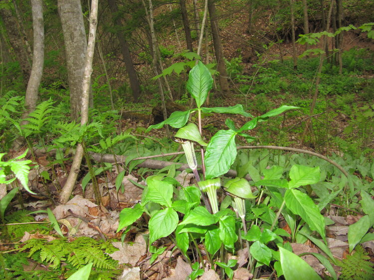 Jack-in-the Pulpit