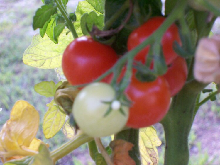 A Walk - Tomatoes