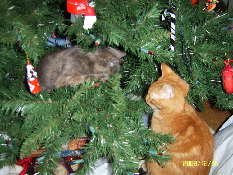 NO it&#039;s my ornament!