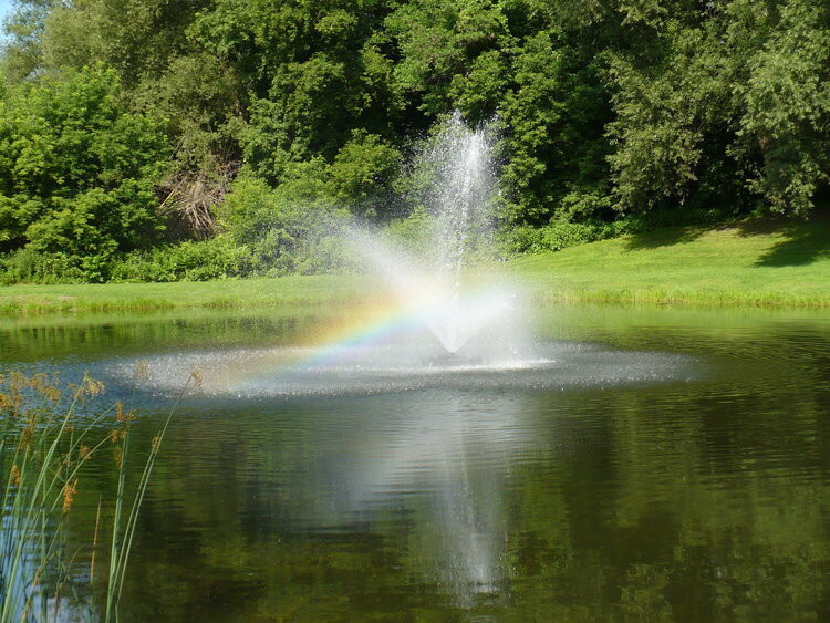 Somewhere Over the Frog Pond