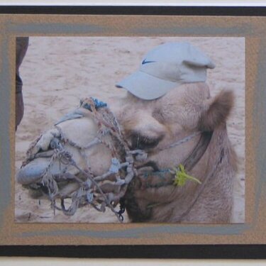 Saudi Howdy camel with hat