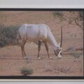 Saudi Howdy oryx