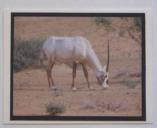 Saudi Howdy oryx