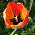 Tulip blooming