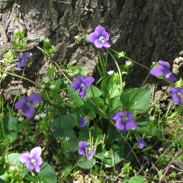 Violets at the base of a tree