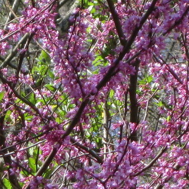 Red bud in bloom