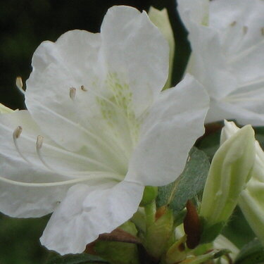 Azalea in Bloom