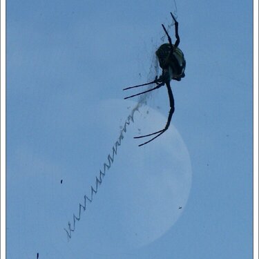 Spider Over The Moon
