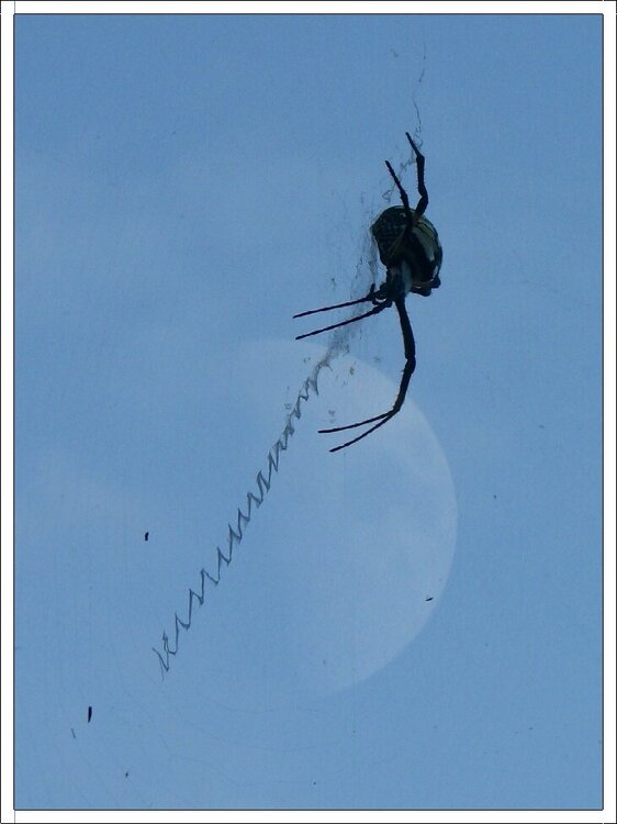 Spider Over The Moon