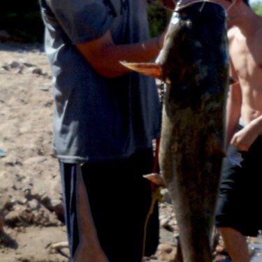 34 pound catfish...nice catch!!!