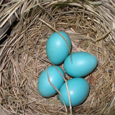 Second Robin&#039;s Nest