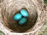 Robin&#039;s Eggs