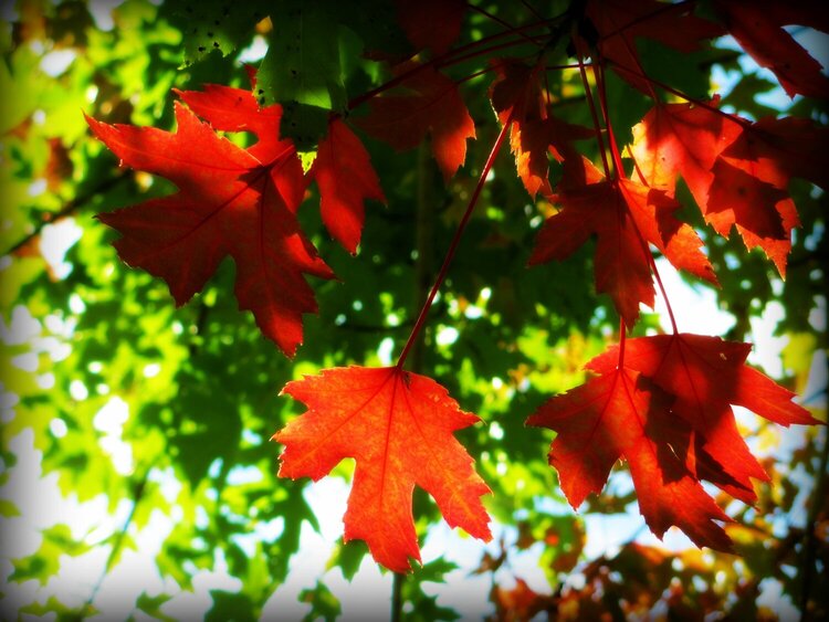 September Photo Fun #7 and Mini #4 Something Orange