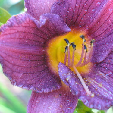Purple Daylily