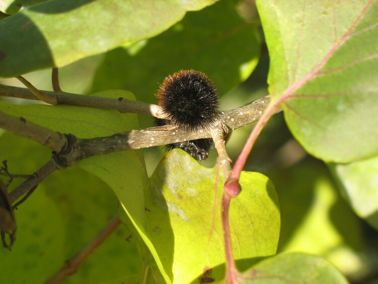 Nov 2 POD - Caterpillar Caboose