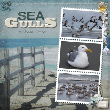 Sea Gulls