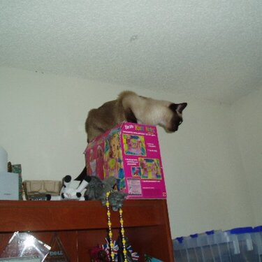 Cappy finds the highest point in the house