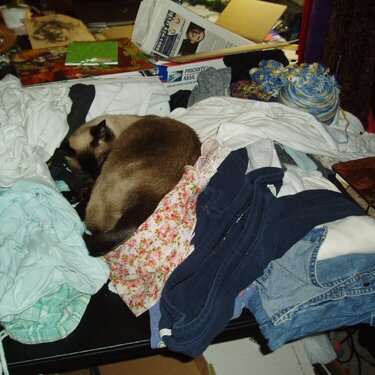 Laundry Cat likes laundry
